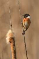 Brambornicek cernohlavy - Saxicola torquatus - Stonechat 1296